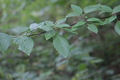 Cornus