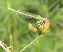 Platycnemis dealbata