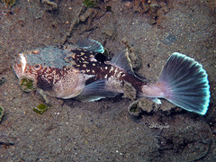 Uranoscopus sulphureus