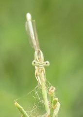 Platycnemis