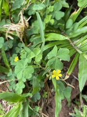 Oxalis corniculata