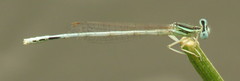 Platycnemis