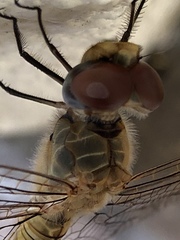 Pantala flavescens