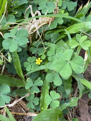 Oxalis corniculata
