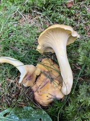 Cantharellus amethysteus