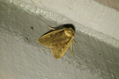 Ochropleura implecta