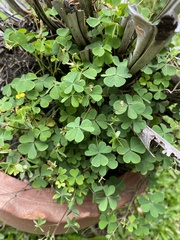 Oxalis corniculata