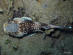 Uranoscopus sulphureus