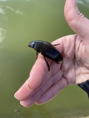 Hydrophilus senegalensis