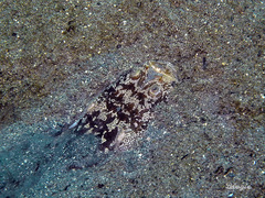 Uranoscopus sulphureus