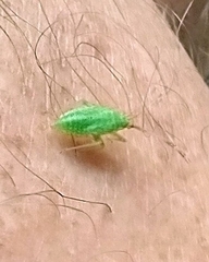 Lygocoris rugicollis