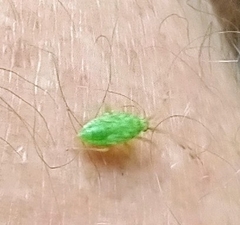 Lygocoris rugicollis
