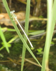 Platycnemis dealbata