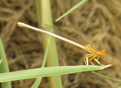 Platycnemis