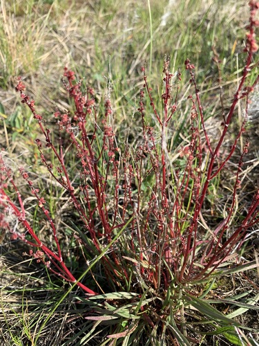grassleaf sorrel (Rumex graminifolius)