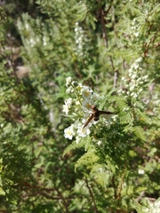 Exoprosopa rostrifera