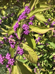 Callicarpa dichotoma