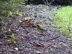 Platycercus eximius eximius