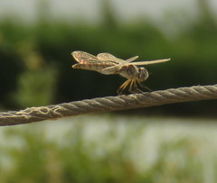 Selysiothemis nigra