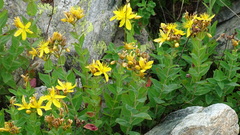 Hypericum richeri