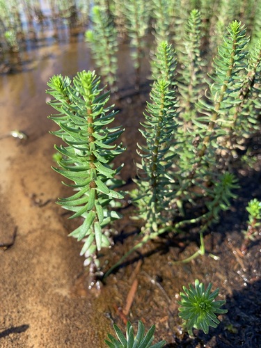 Image of Hippuris lanceolata by (c) Valerii Glazunov, some rights reserved (CC BY)