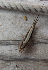 Pedetontus submutans