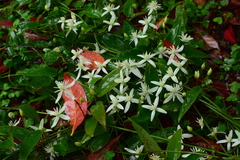 Clematis uncinata