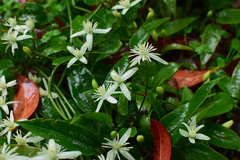 Clematis uncinata