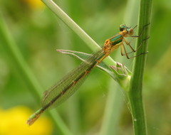 Lestes dryas