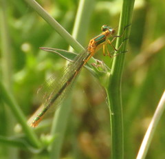 Lestes dryas