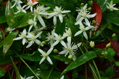 Clematis uncinata