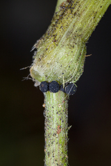 Balansiopsis guaduae