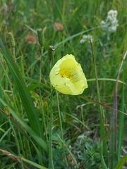 Papaver pseudocanescens