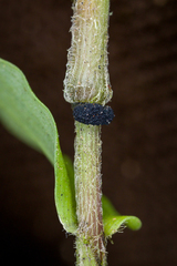 Balansiopsis guaduae