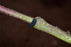 Balansiopsis guaduae