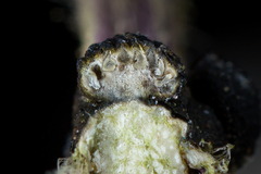 Balansiopsis guaduae