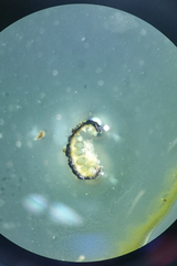 Balansiopsis guaduae