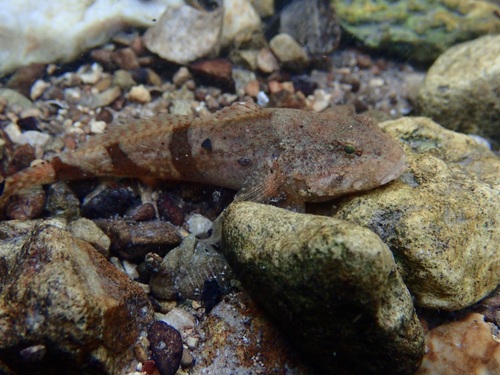 Banded Sculpin