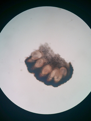 Balansiopsis guaduae