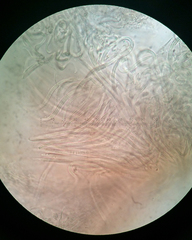 Balansiopsis guaduae