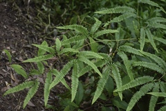 Gleichenella pectinata