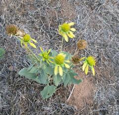 Tetragonotheca repanda