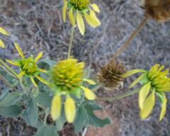 Tetragonotheca repanda