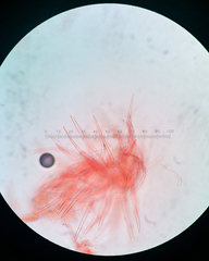 Balansiopsis guaduae