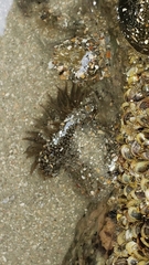 Bunodosoma cavernatum