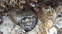 Bunodosoma cavernatum