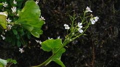 Cardamine asarifolia