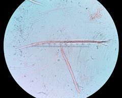 Balansiopsis guaduae