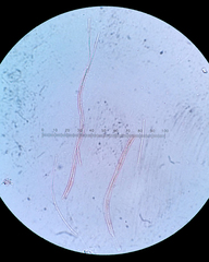 Balansiopsis guaduae