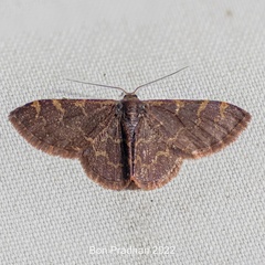Idaea insuavis